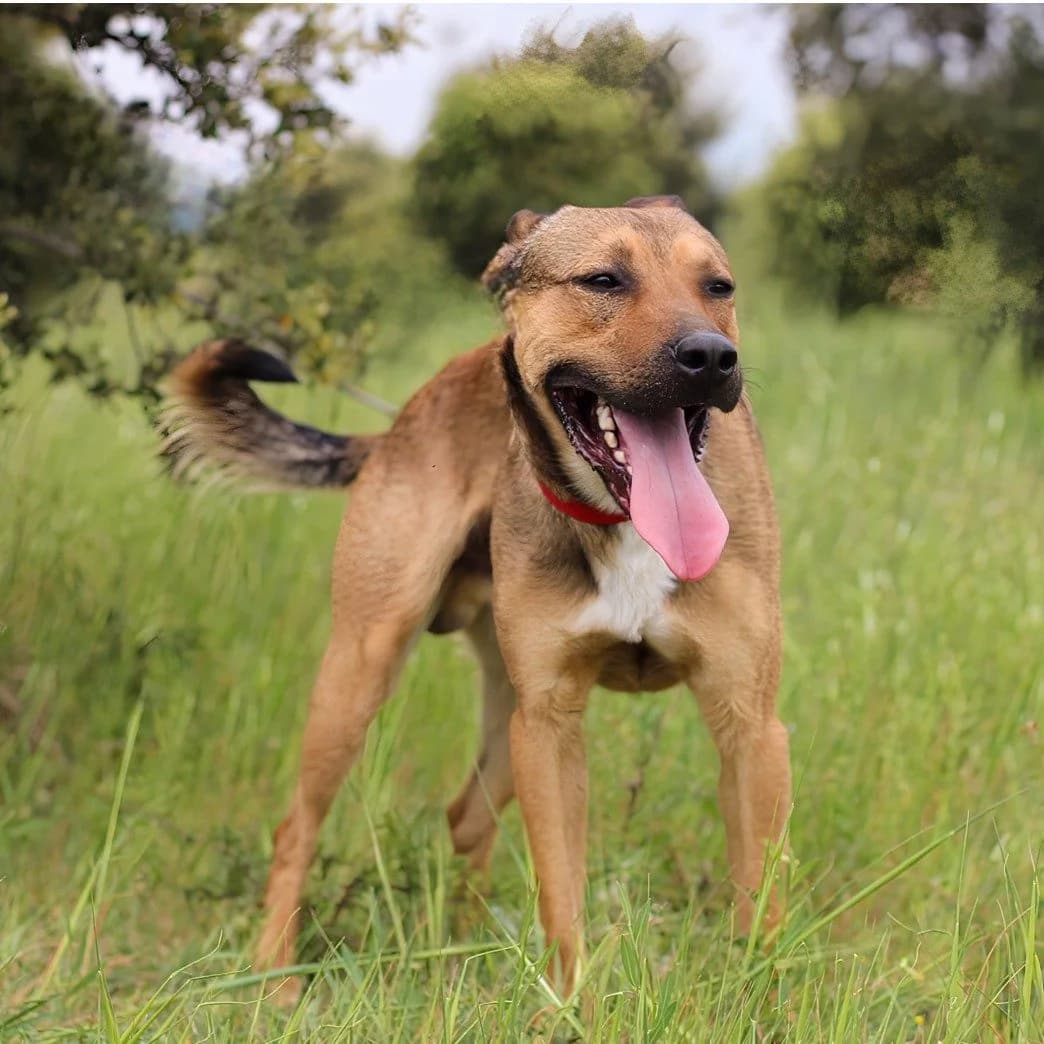 BLUE, male 3yo Mixed Breed for adoption at SPA de l