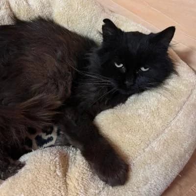 Colombine, female senior European Shorthair for adoption at SPA Grillon