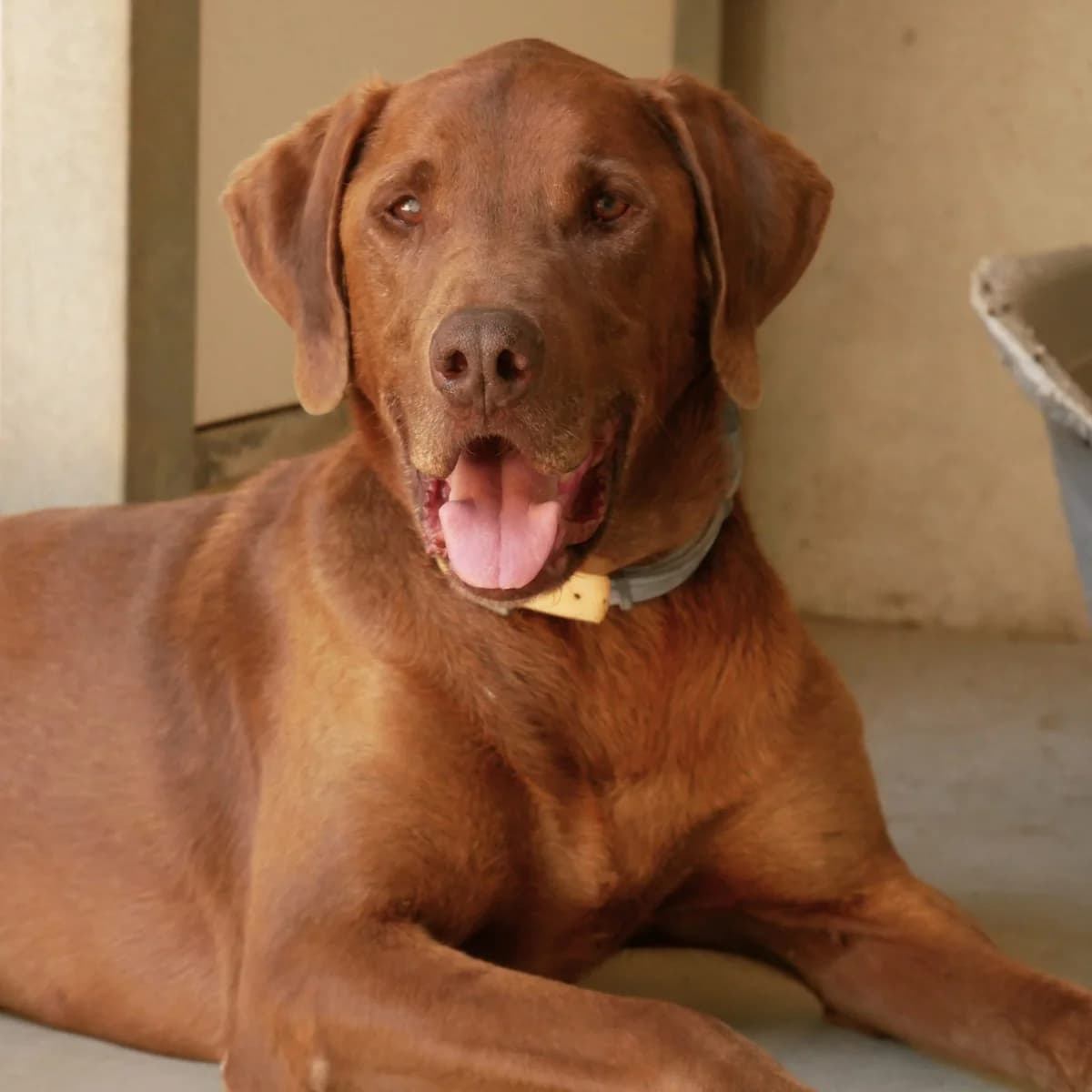 FICHE SOLIDAIRE – PATCH, male 6yo Pointer for adoption at SPA de l