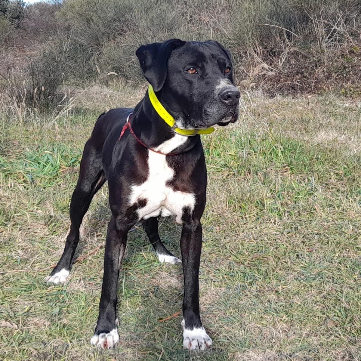 Gypsy, male senior Labrador Retriever for adoption at SPA Grillon