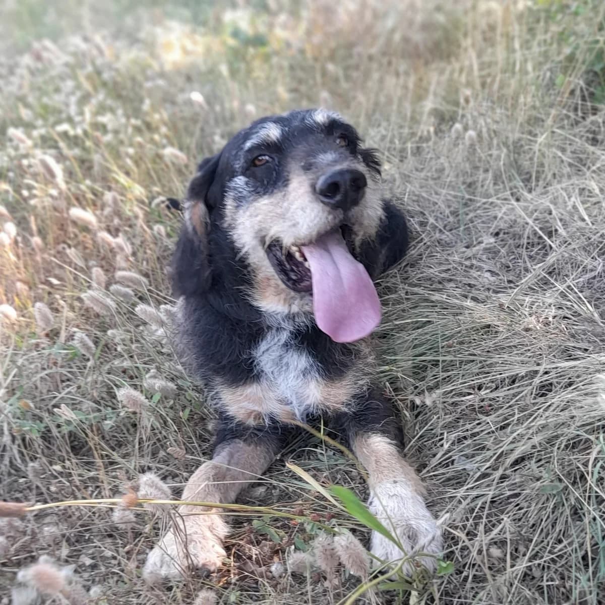 HUTCH, male 7yo mixed breed for adoption at SPA de l