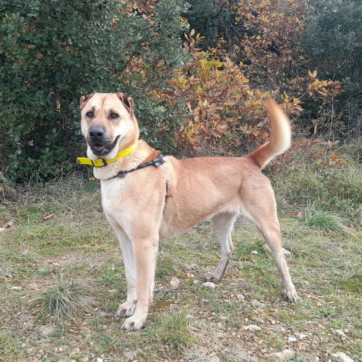 Laya, female 5yo Shar Pei for adoption at SPA Grillon