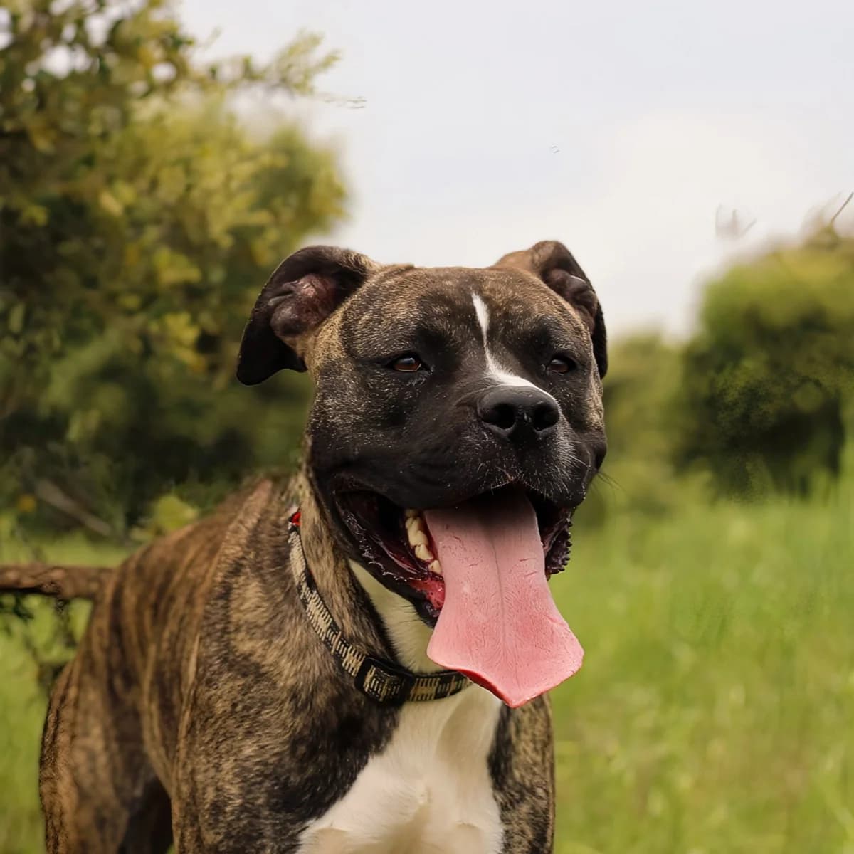Maia, female 3yo Cane Corso for adoption at SPA Grillon