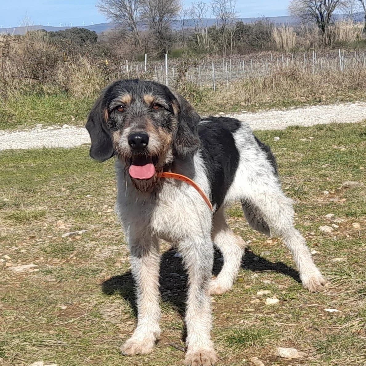MINA, female 6yo mixed breed for adoption at SPA de l