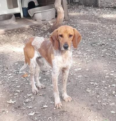 PACO, male 4yo mixed breed for adoption at SPA de l