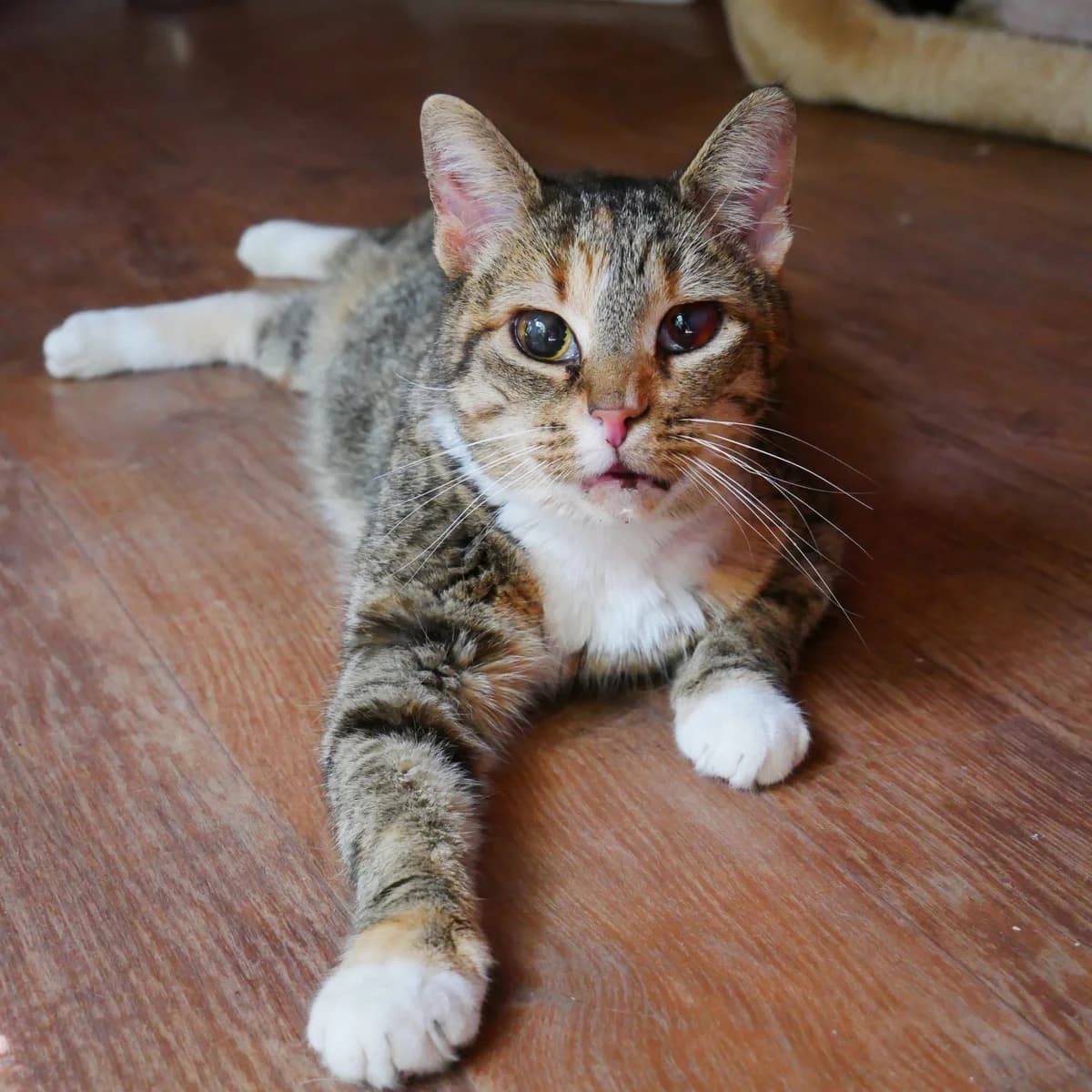 Paulette, female senior European Shorthair for adoption at SPA Grillon
