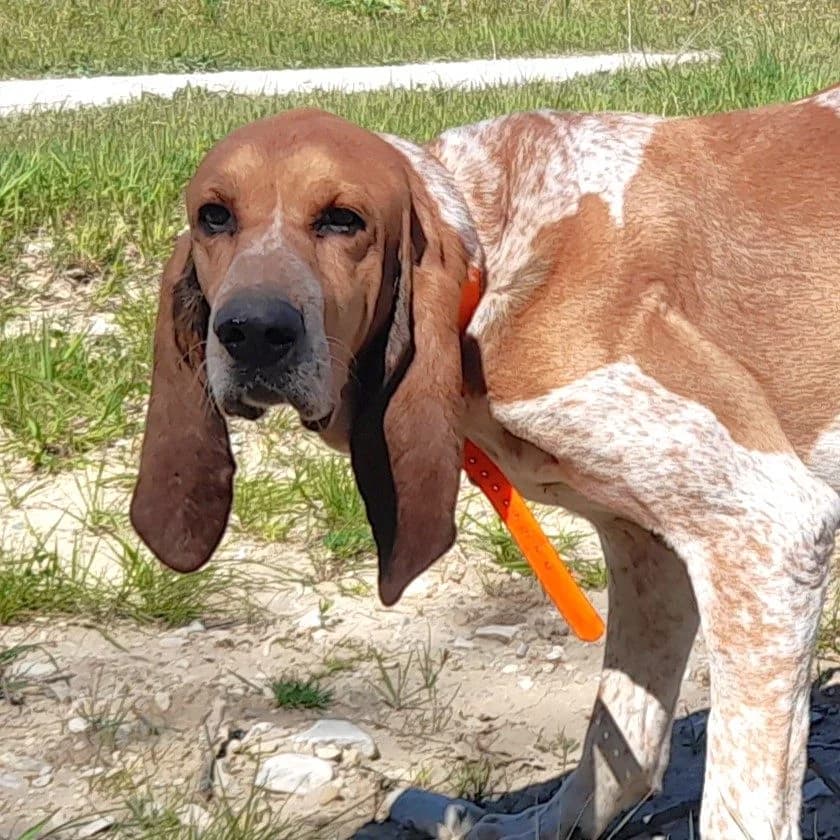 POP, male senior mixed breed for adoption at SPA de l