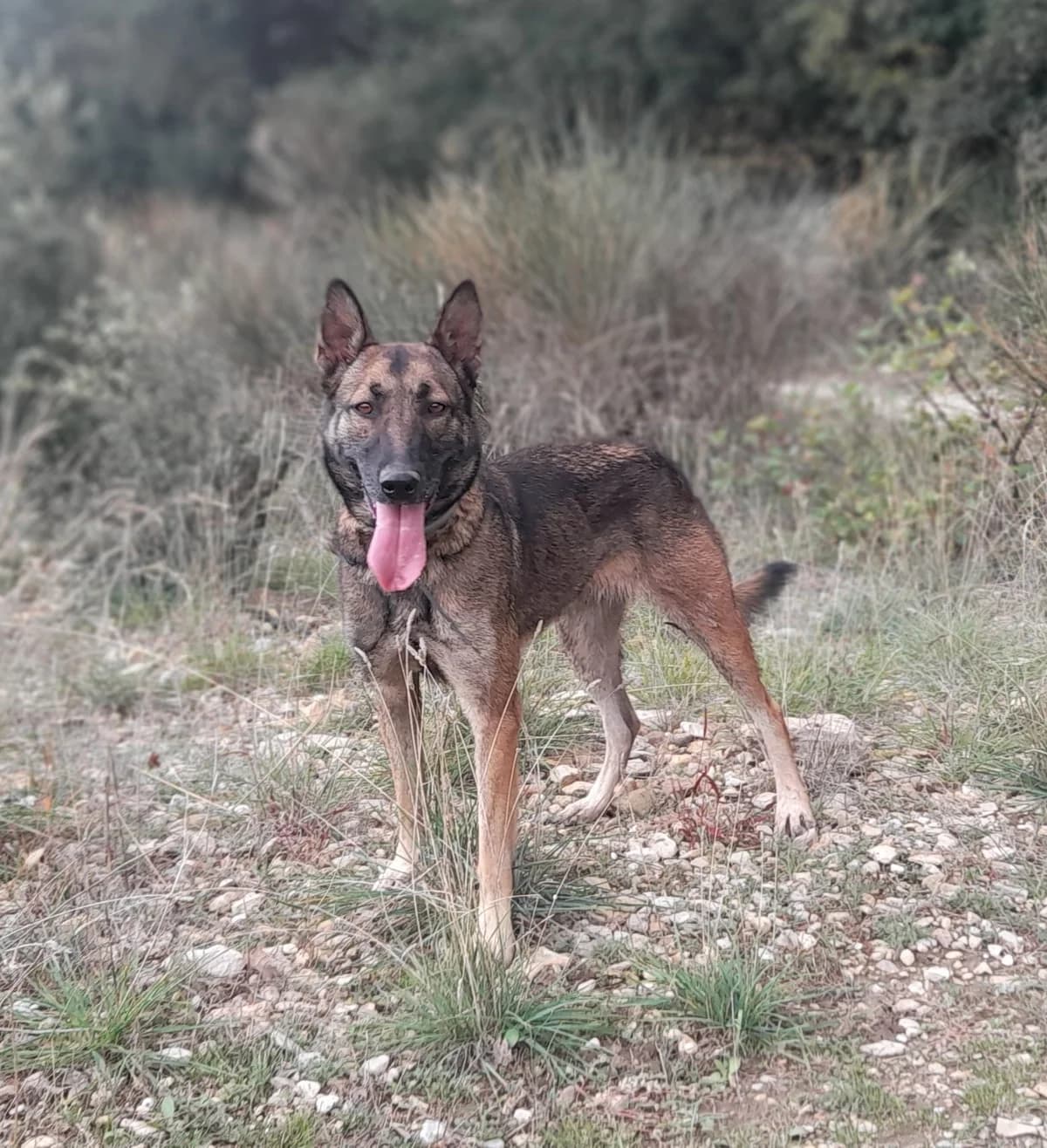 Poxi, female 6yo Belgian Malinois for adoption at SPA Grillon
