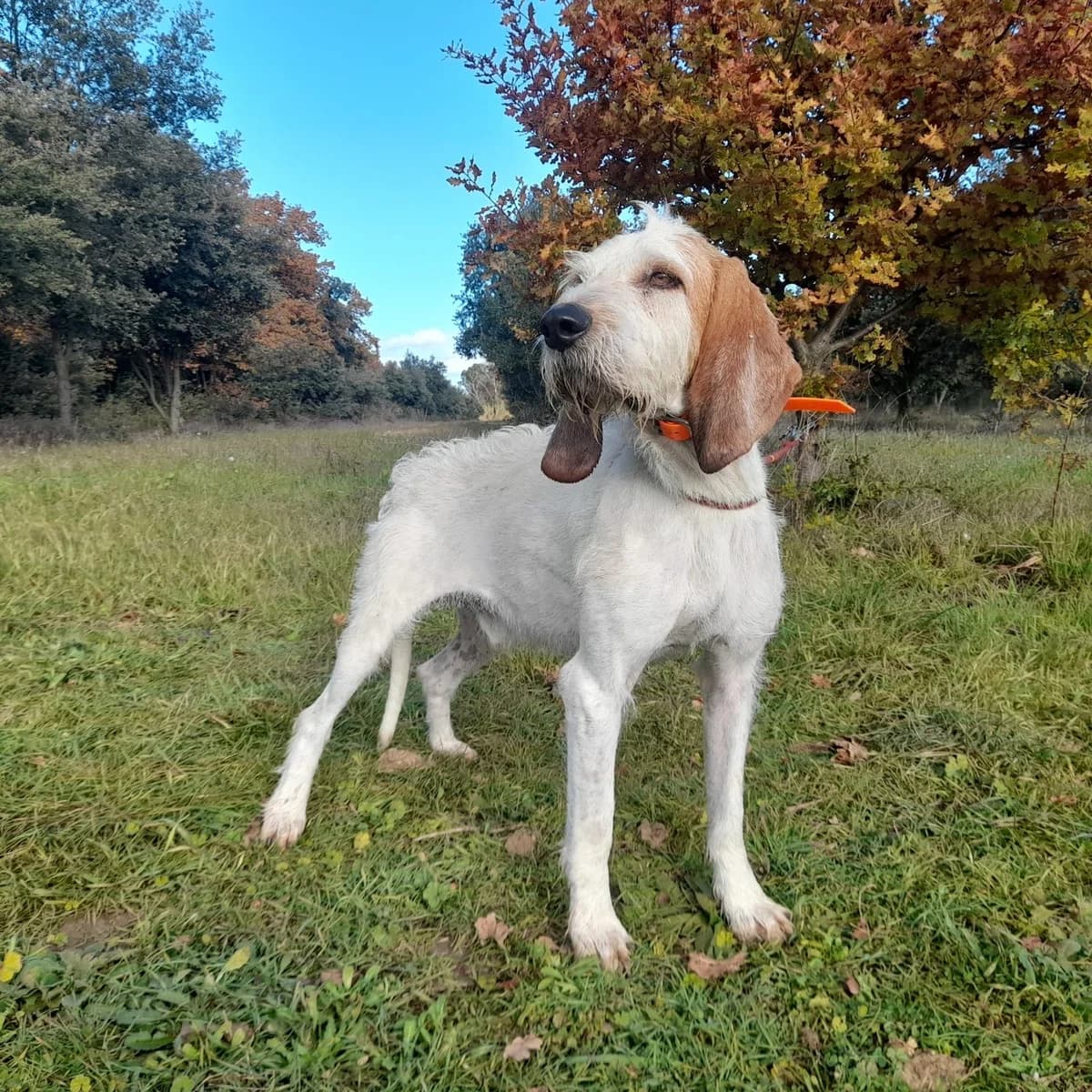 RAMBO, male 6yo mixed breed for adoption at SPA de l