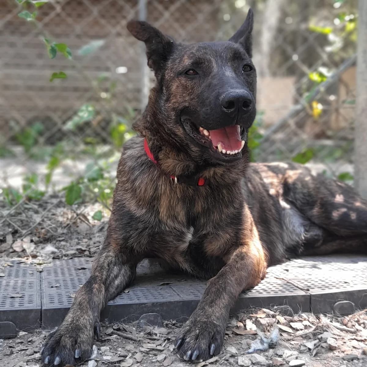 Rocky, male young Belgian Malinois for adoption at SPA Grillon