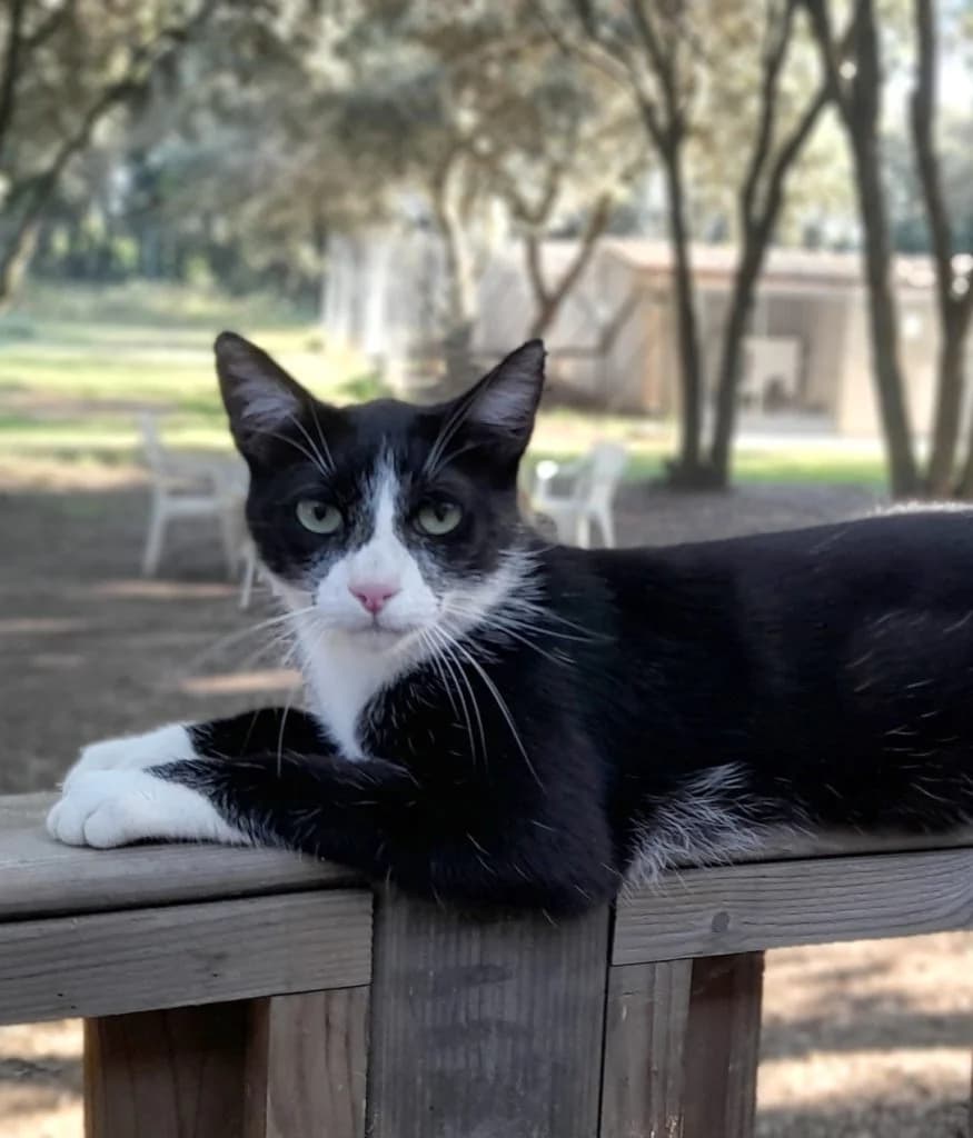 Sylvestre, male 5yo European Shorthair for adoption at SPA Grillon