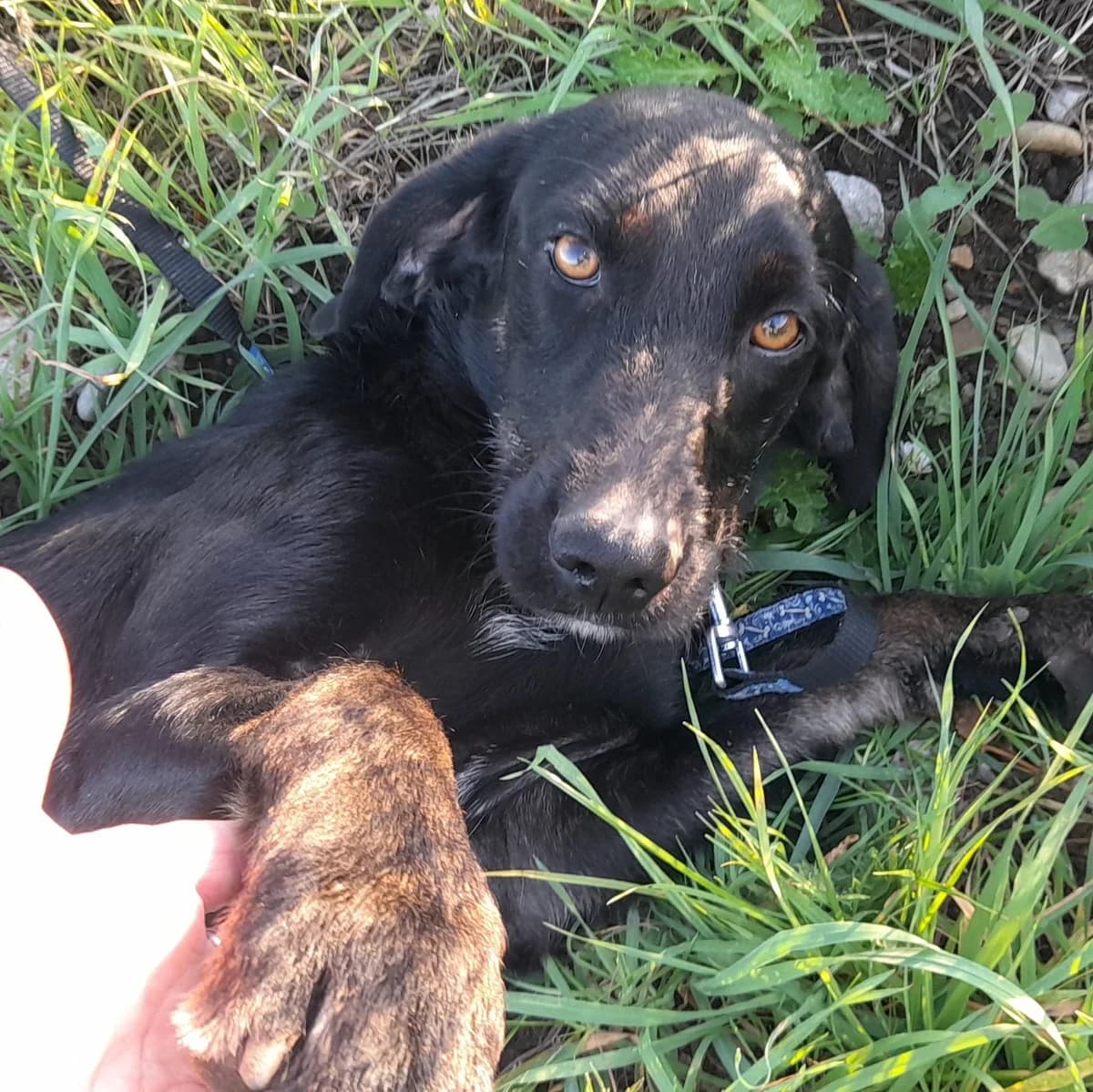 Vera, female young Pointer for adoption at SPA Grillon
