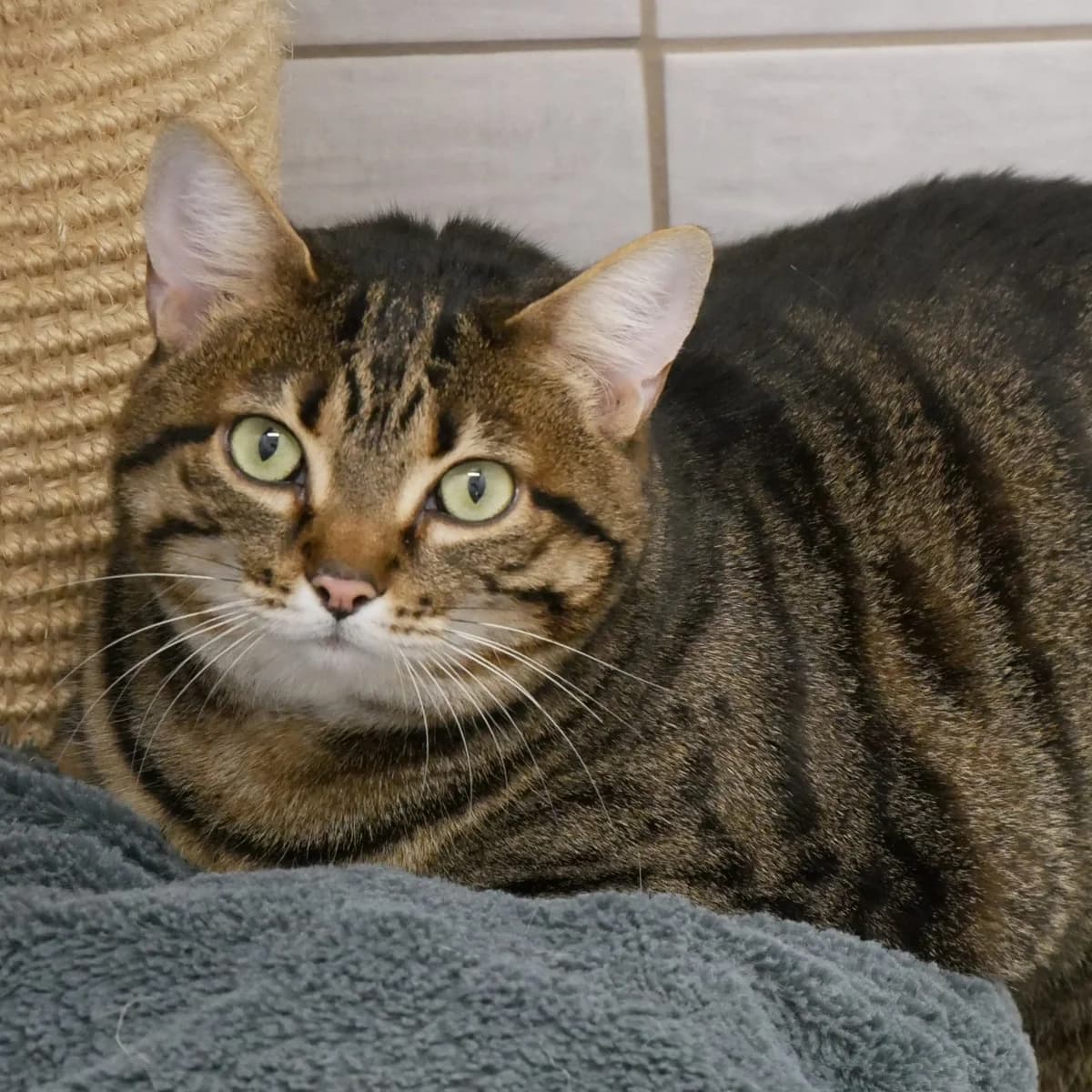 Whoopi, female 3yo European Shorthair for adoption at SPA Grillon