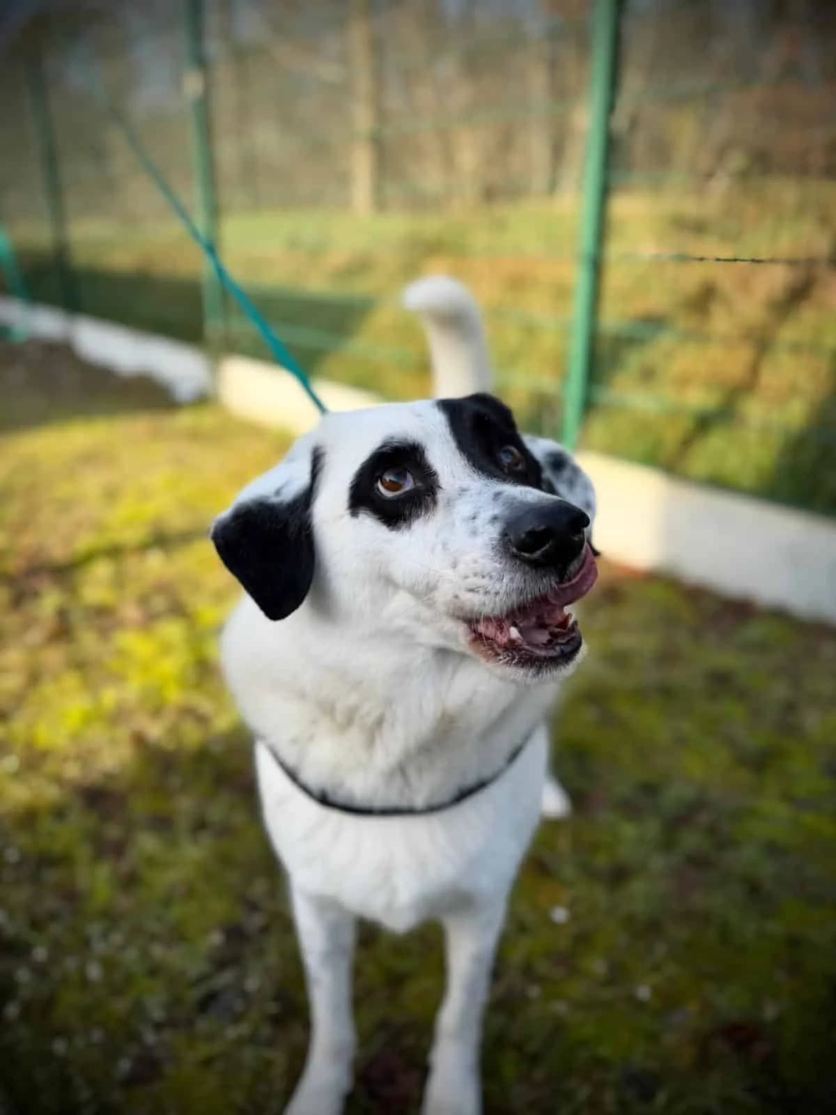 Dotty, male 7yo Mixed Breed for adoption at S.P.A. de Haguenau et environs