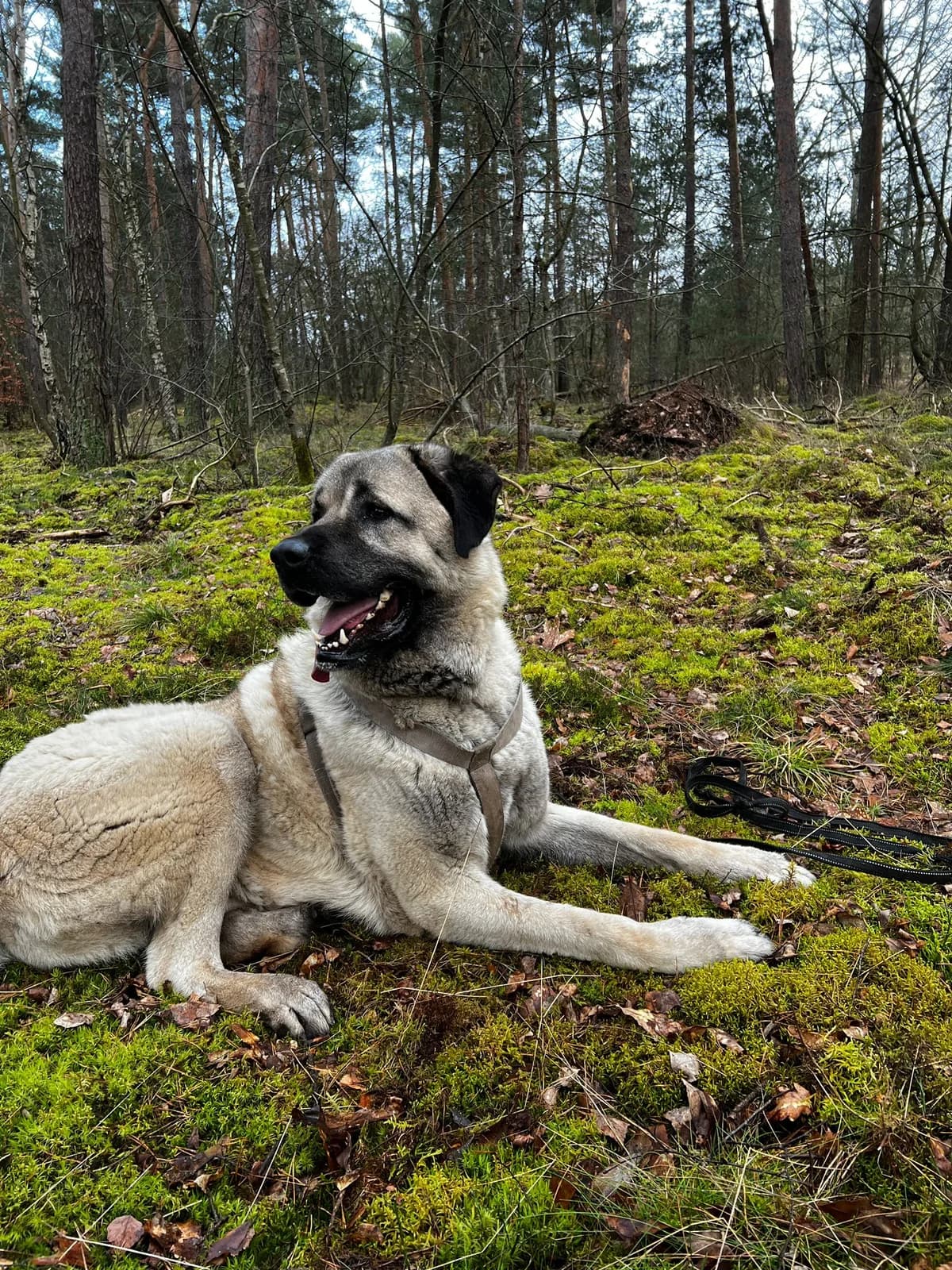 Bulut, male 4yo Mixed Breed for adoption at S.P.A. de Haguenau et environs