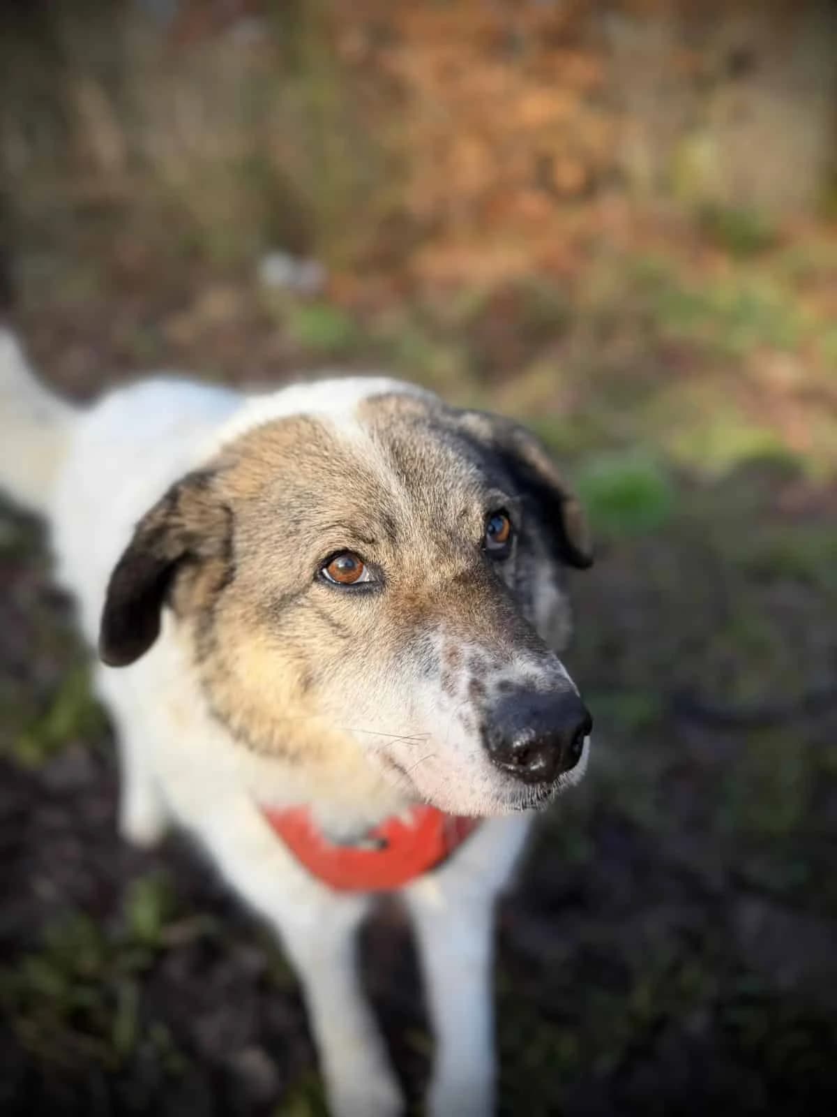 Mannix, male senior Mixed Breed for adoption at S.P.A. de Haguenau et environs