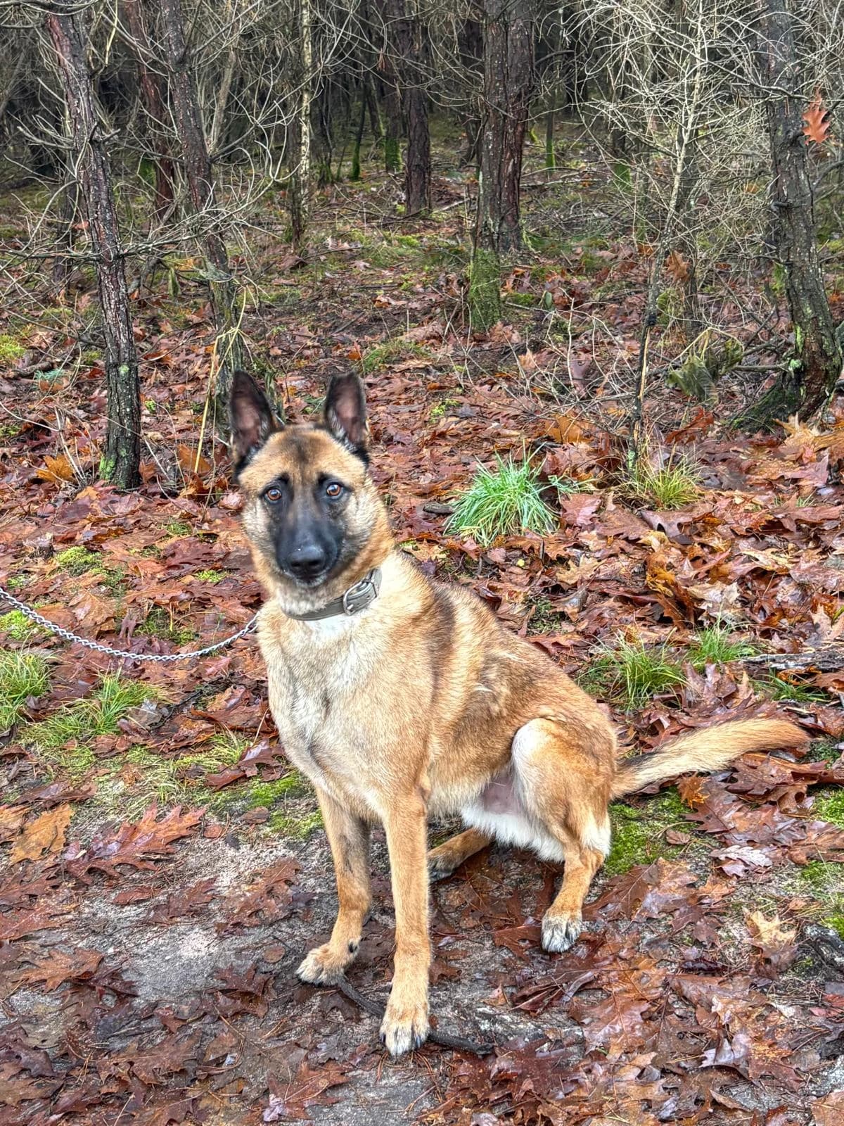 Diesel, male senior Mixed Breed for adoption at S.P.A. de Haguenau et environs