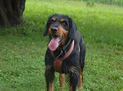 Atakan, male 7yo Mixed Breed for adoption at S.P.A. de Haguenau et environs