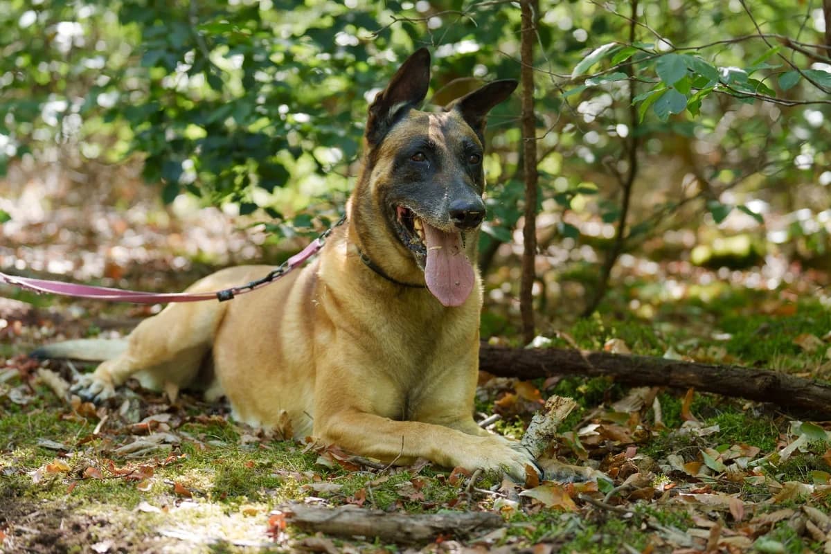 Polo, male 7yo Mixed Breed for adoption at S.P.A. de Haguenau et environs