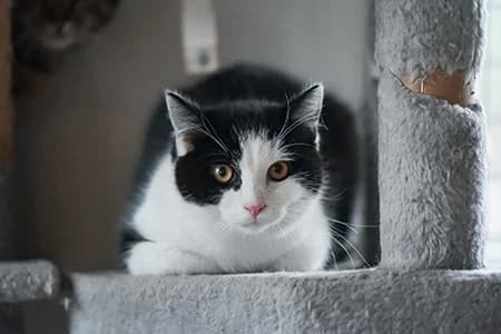 Bonin, male 3yo Mixed Breed for adoption at S.P.A. de Haguenau et environs