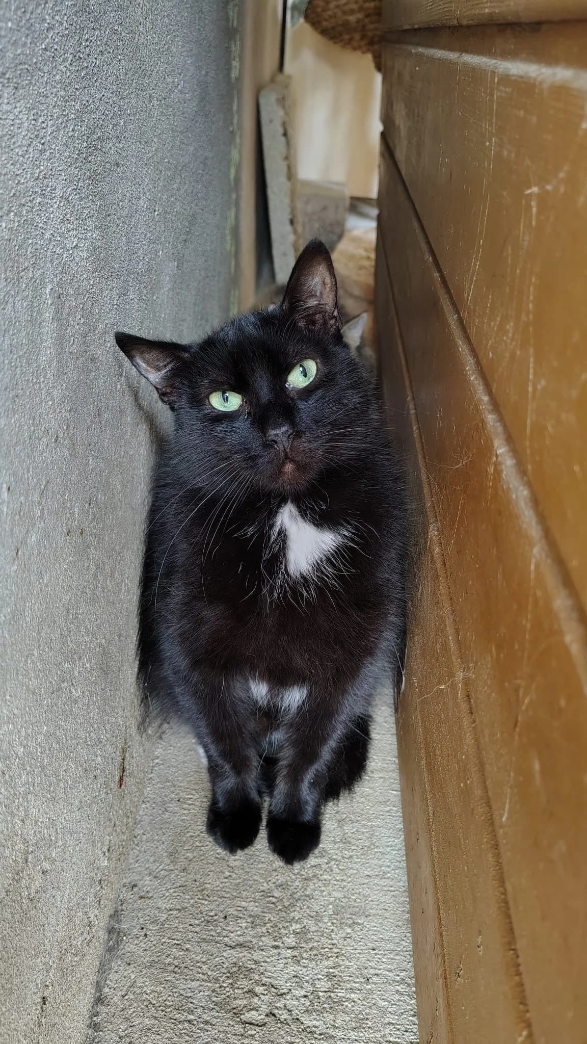 Kovu, male 6yo Mixed Breed for adoption at S.P.A. de Haguenau et environs