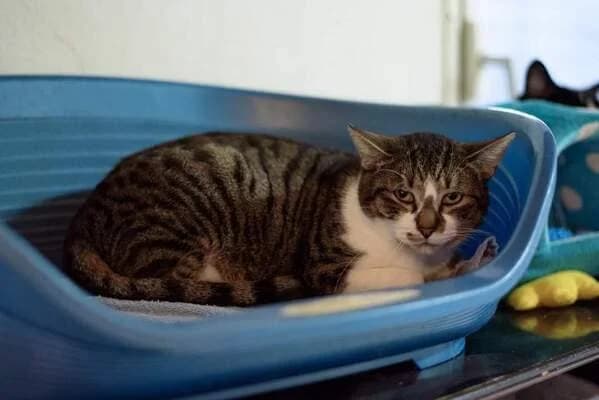 Bruss Vilis, male 5yo Mixed Breed for adoption at S.P.A. de Haguenau et environs