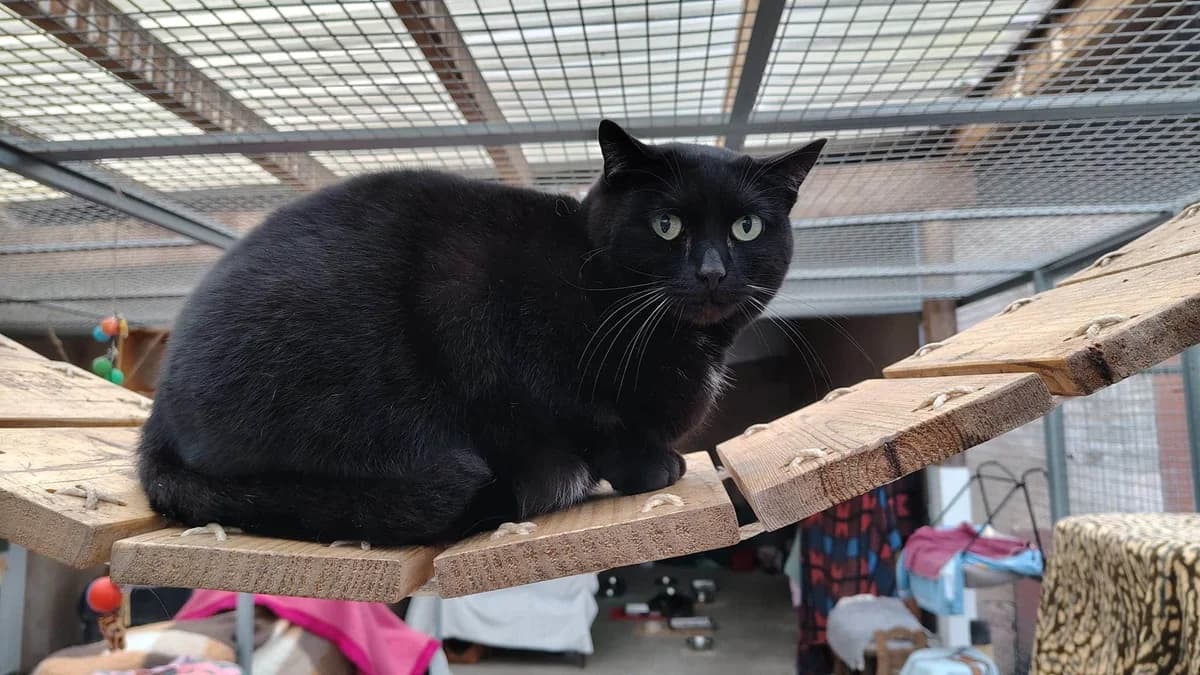 Tiki, male 7yo Mixed Breed for adoption at S.P.A. de Haguenau et environs