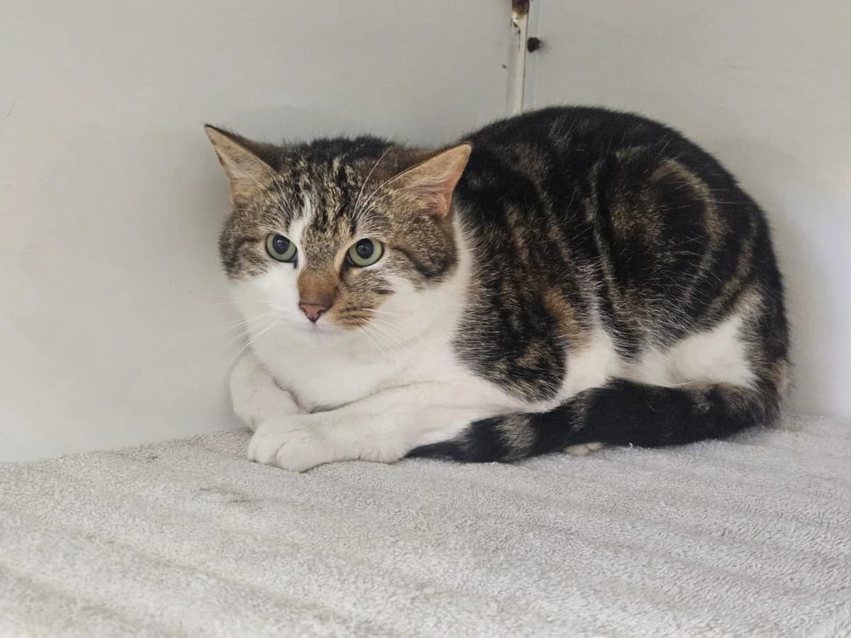 Bijou, male Mixed Breed for adoption at S.P.A. de Haguenau et environs
