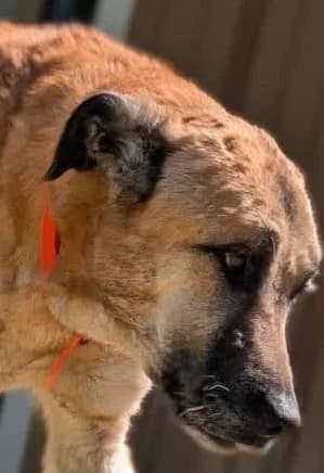 Naya, female 6yo Mixed Breed for adoption at S.P.A. de Haguenau et environs