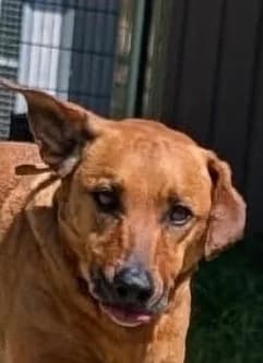 Gaya, female 6yo Mixed Breed for adoption at S.P.A. de Haguenau et environs