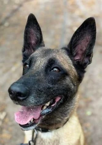 Princesse, female 7yo Mixed Breed for adoption at S.P.A. de Haguenau et environs