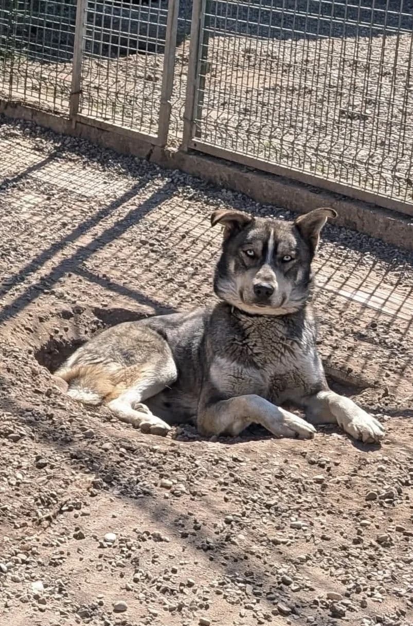Falco, male 5yo Mixed Breed for adoption at S.P.A. de Haguenau et environs