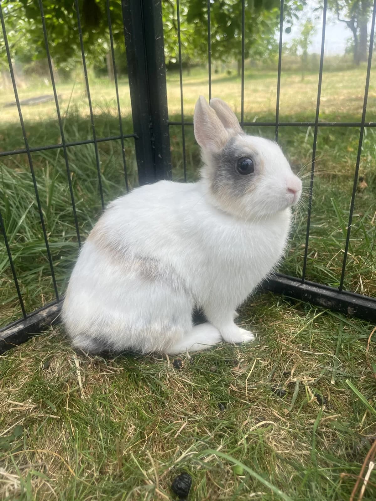 Jeannele, female Mixed Breed for adoption at S.P.A. de Haguenau et environs