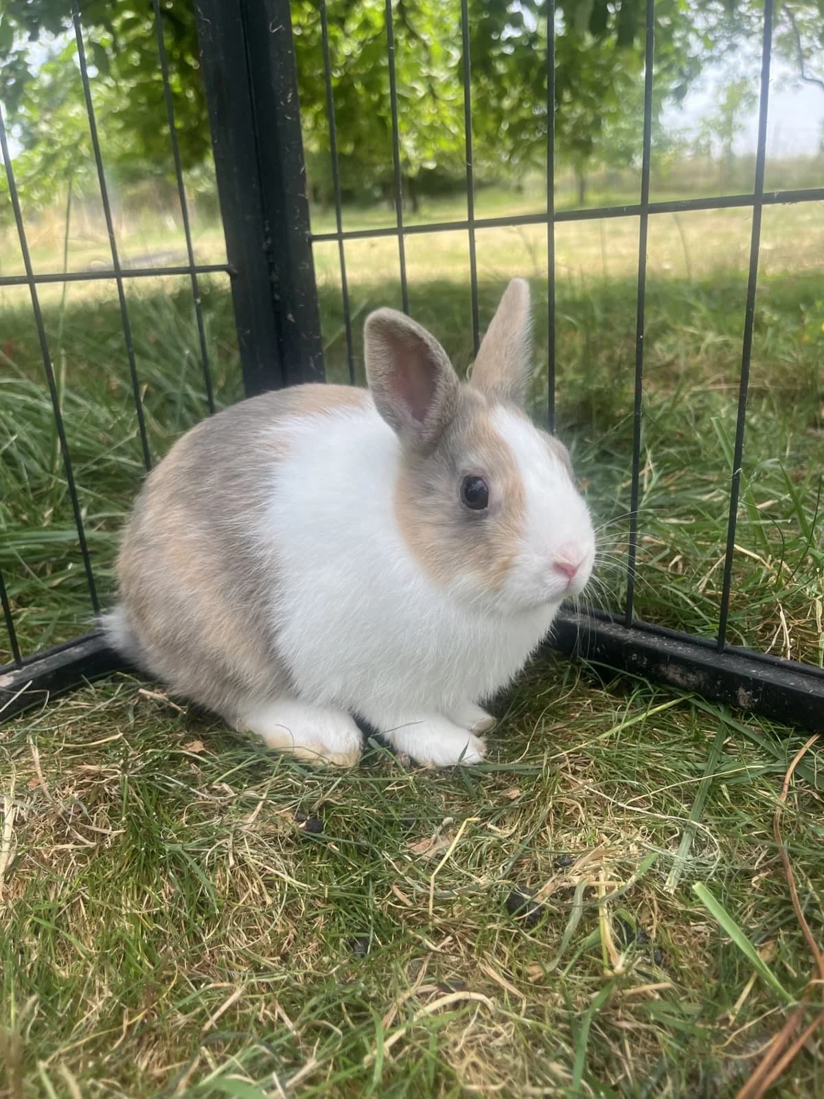 Seppele, male Mixed Breed for adoption at S.P.A. de Haguenau et environs