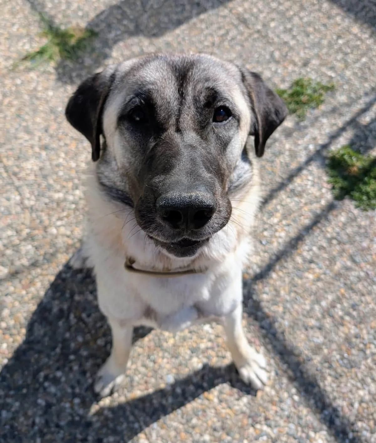 Avalon, male young Mixed Breed for adoption at S.P.A. de Haguenau et environs