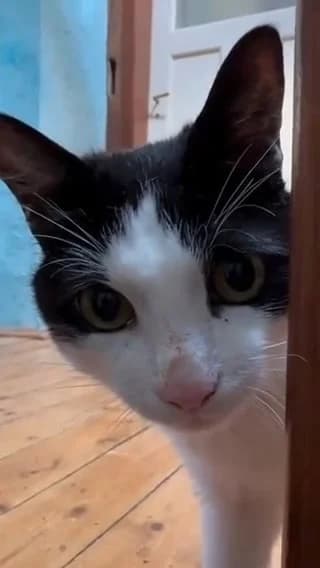 Zig Zag, female 5yo Mixed Breed for adoption at S.P.A. de Haguenau et environs