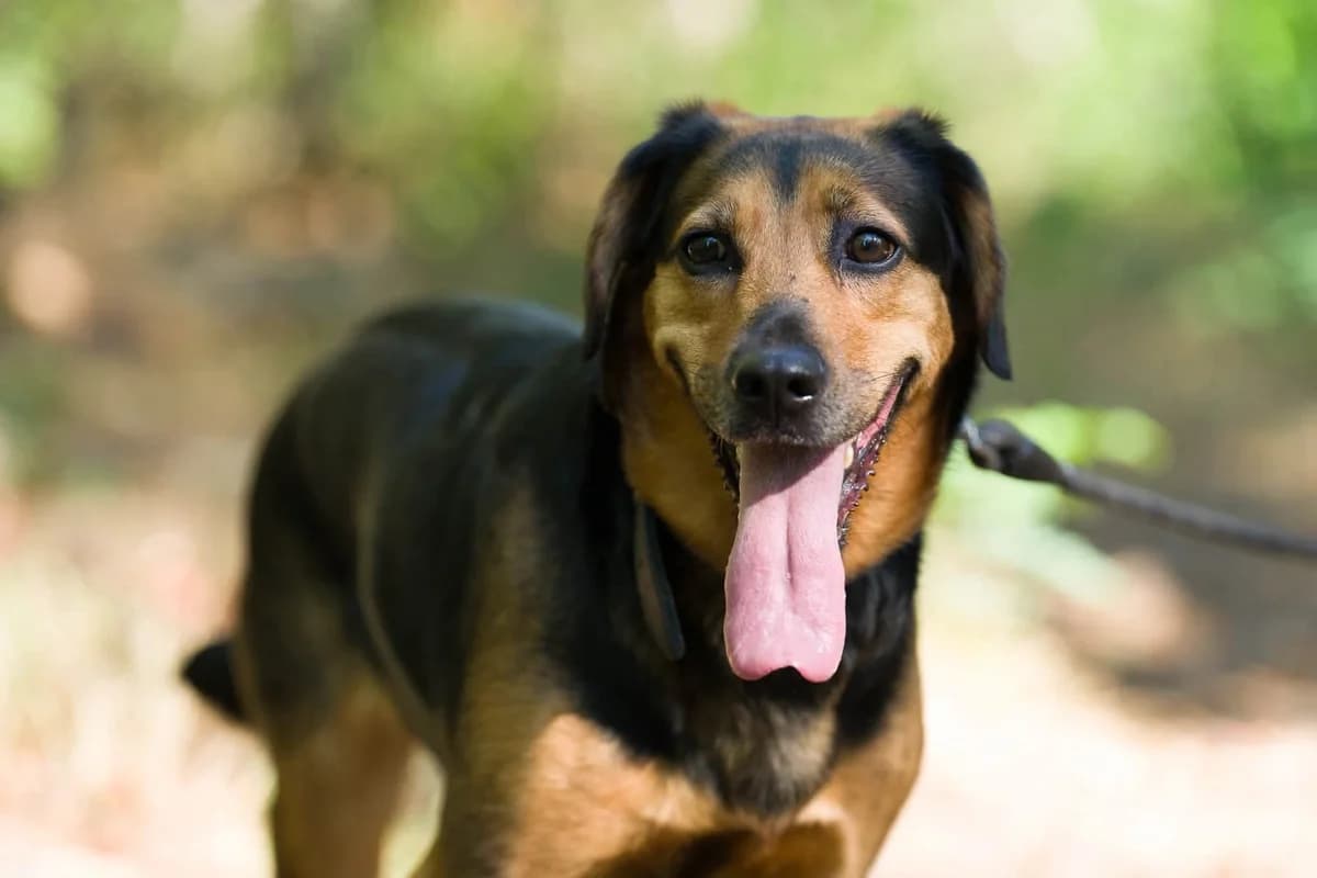 Miliani, female 5yo Mixed Breed for adoption at S.P.A. de Haguenau et environs