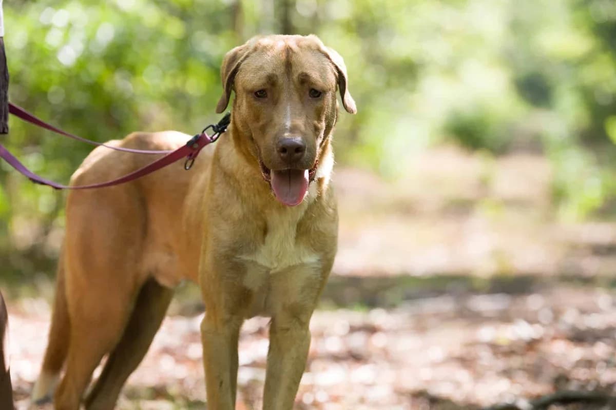 Schlago, male Mixed Breed for adoption at S.P.A. de Haguenau et environs