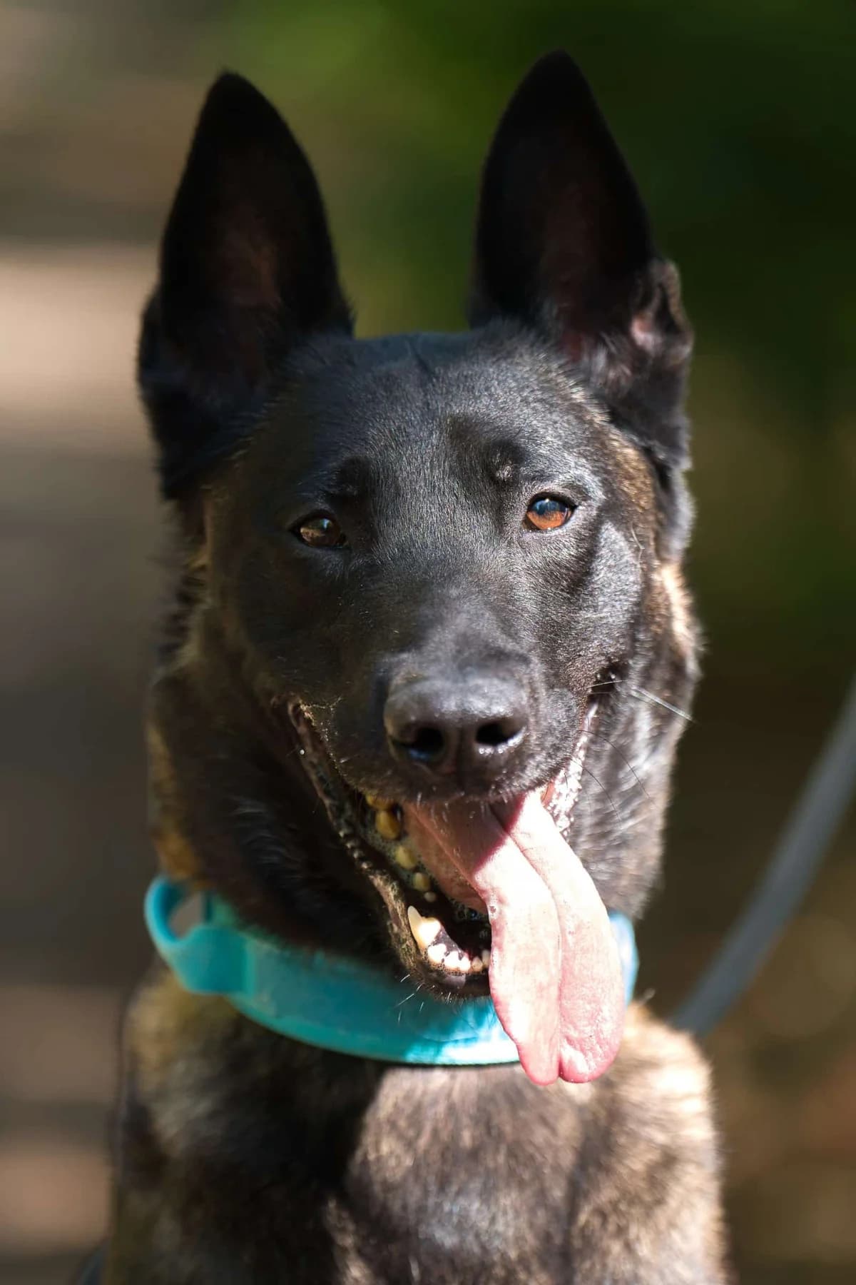 Hadès, male Mixed Breed for adoption at S.P.A. de Haguenau et environs