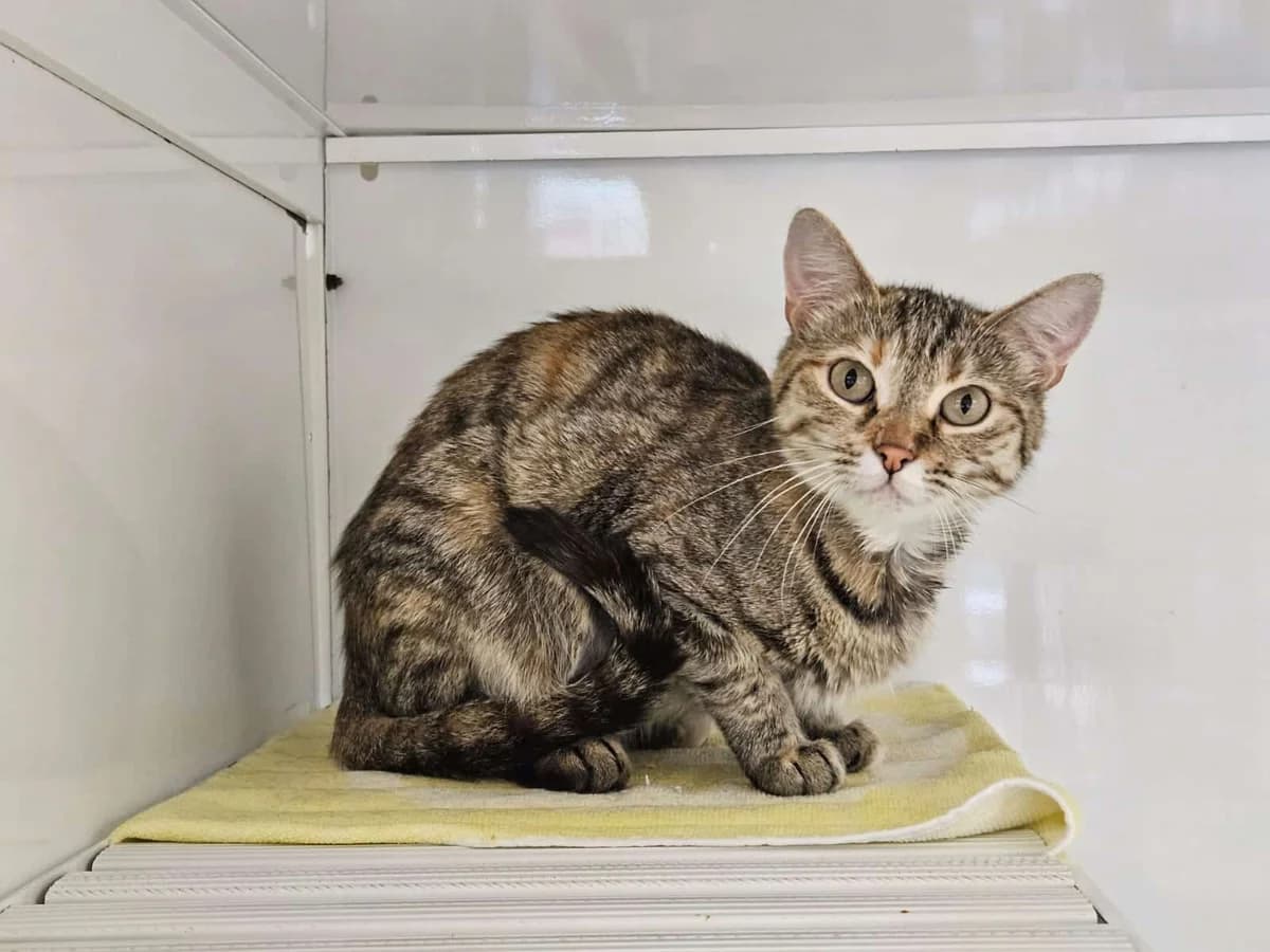 Mirabelle, female 5yo Mixed Breed for adoption at S.P.A. de Haguenau et environs