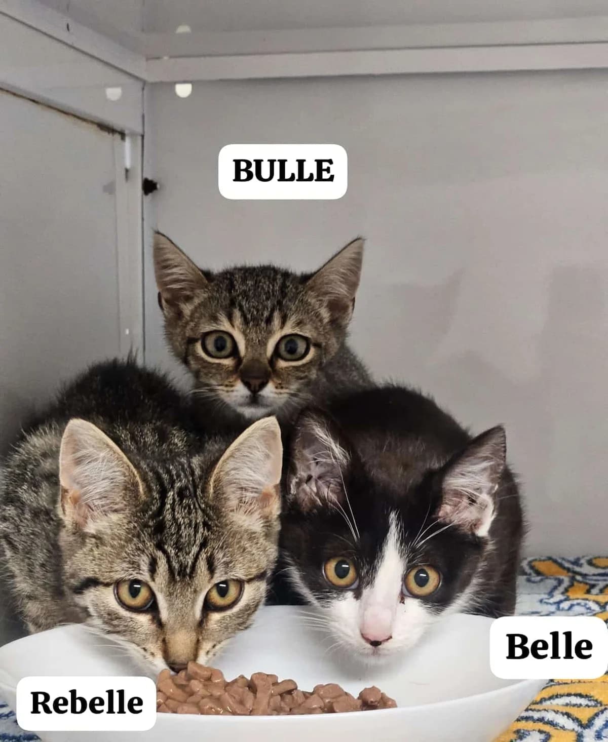 Bulle Belle et Rebelle, female puppy Mixed Breed for adoption at S.P.A. de Haguenau et environs