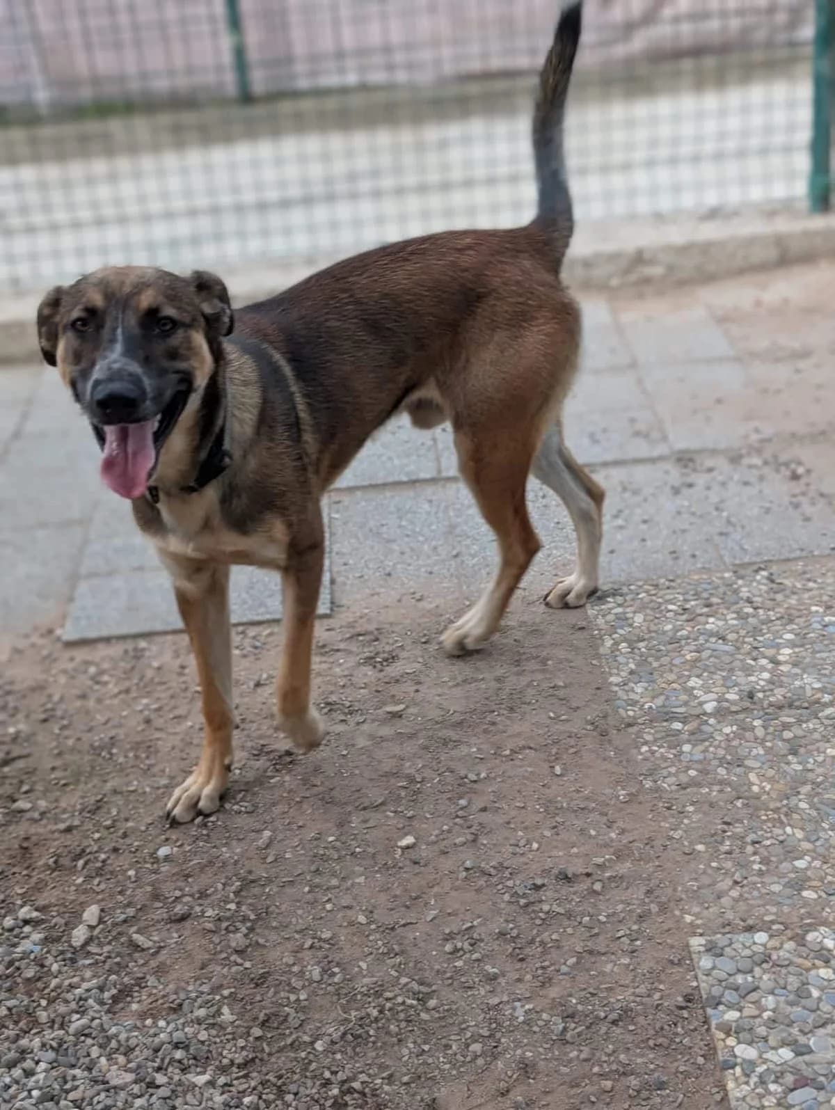 Rocky, male young Mixed Breed for adoption at S.P.A. de Haguenau et environs