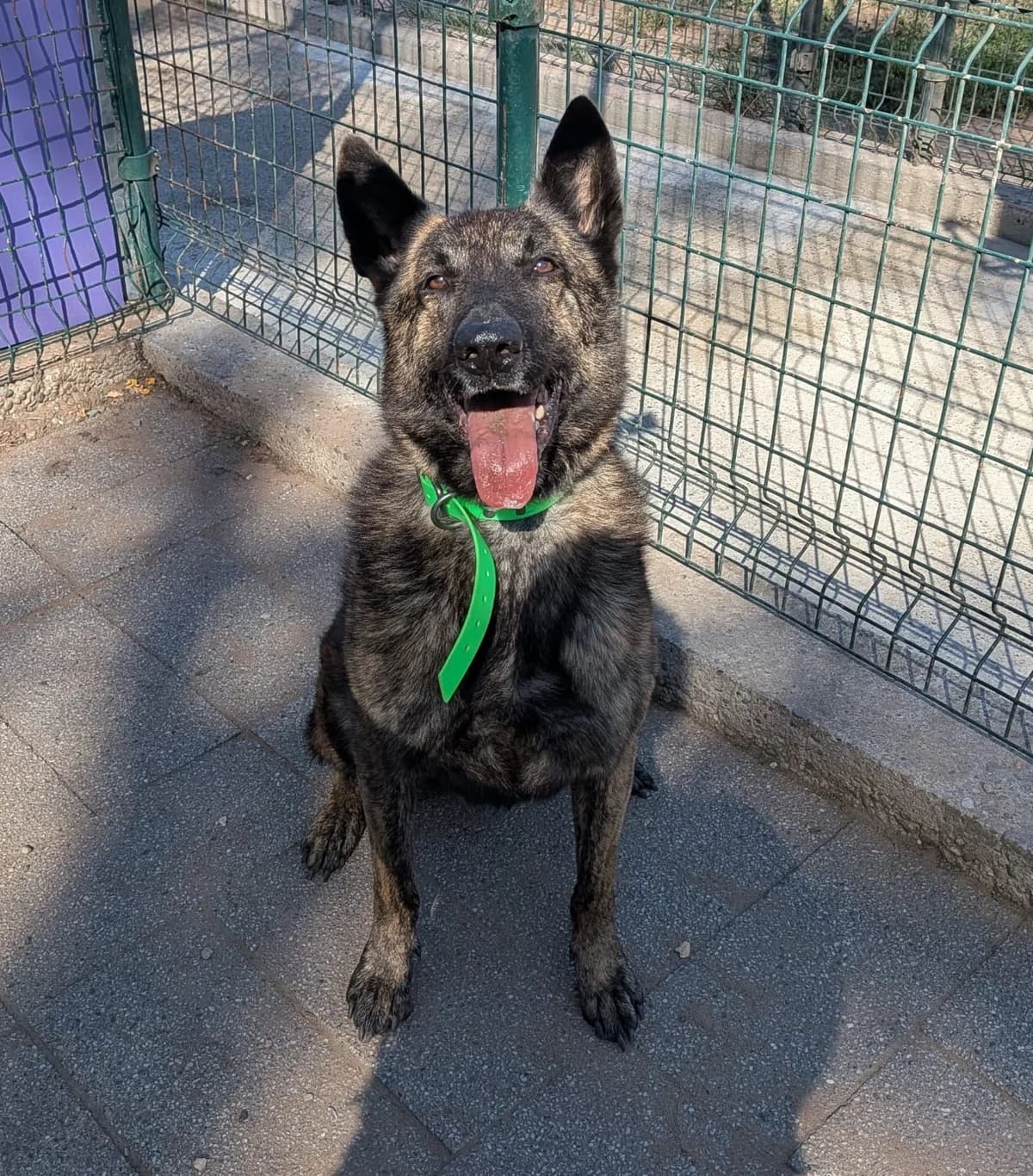 Jack, male senior Mixed Breed for adoption at S.P.A. de Haguenau et environs