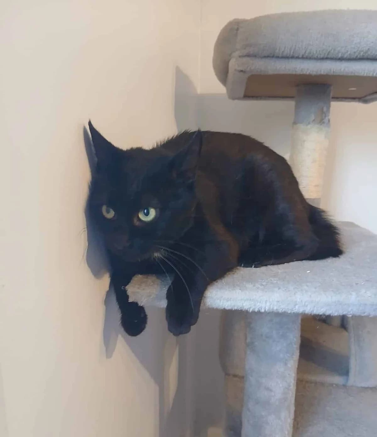Stella, female 6yo Mixed Breed for adoption at S.P.A. de Haguenau et environs