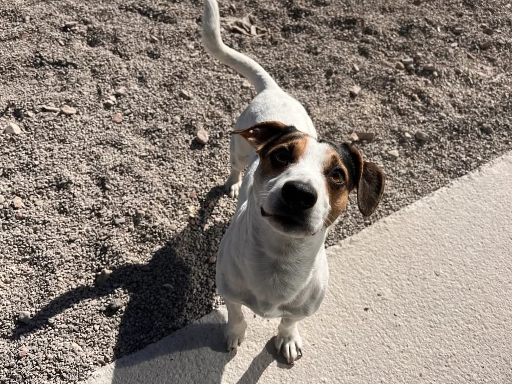 ALF, male 5yo Jack Russell Terrier for adoption at Coeur de Flandres), Hazebrouck