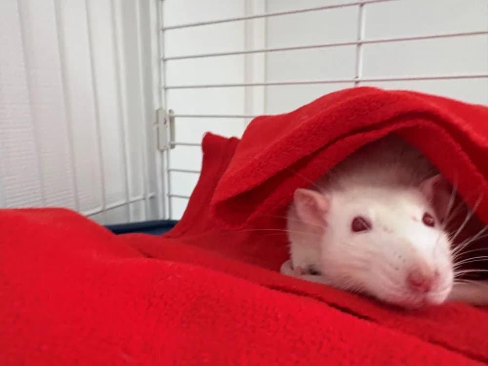 BISCOTTE, female mixed breed for adoption at Coeur de Flandres), Hazebrouck