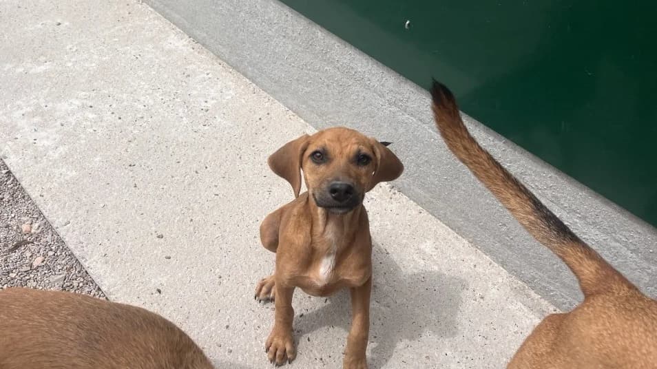 DRISS, female mixed breed for adoption at Coeur de Flandres), Hazebrouck