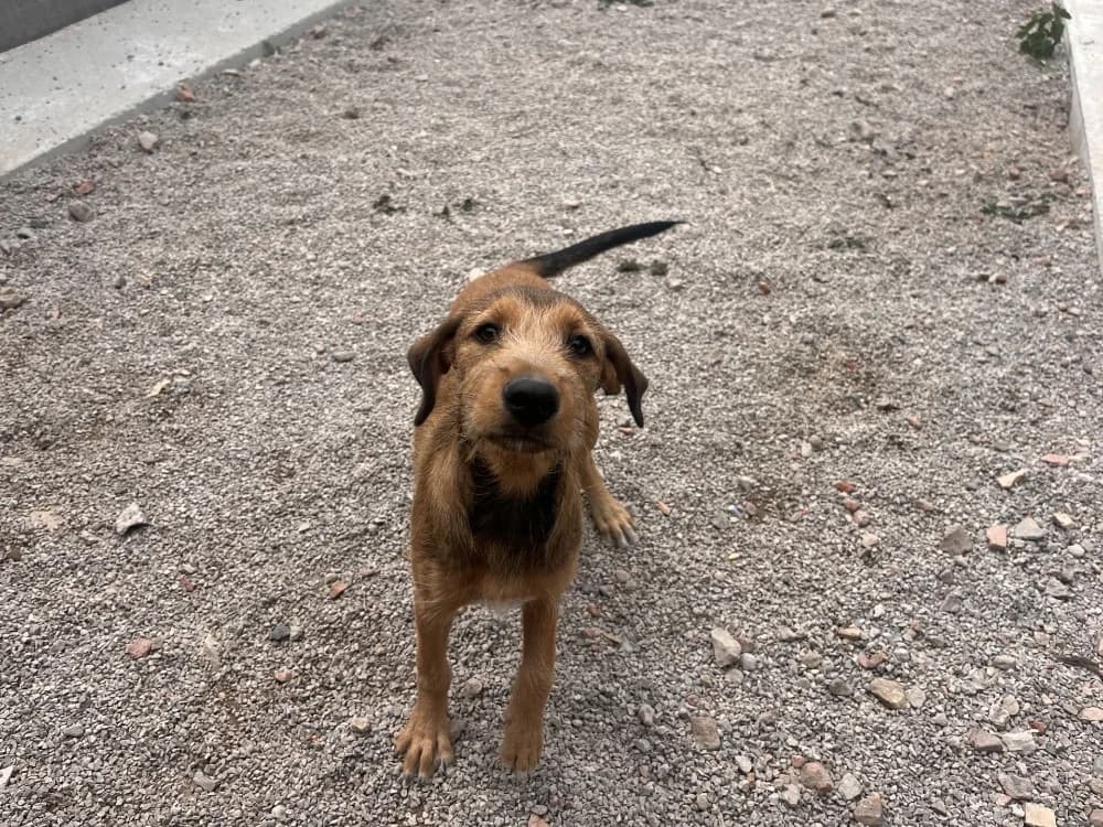 WALLIS, female mixed breed for adoption at Coeur de Flandres), Hazebrouck