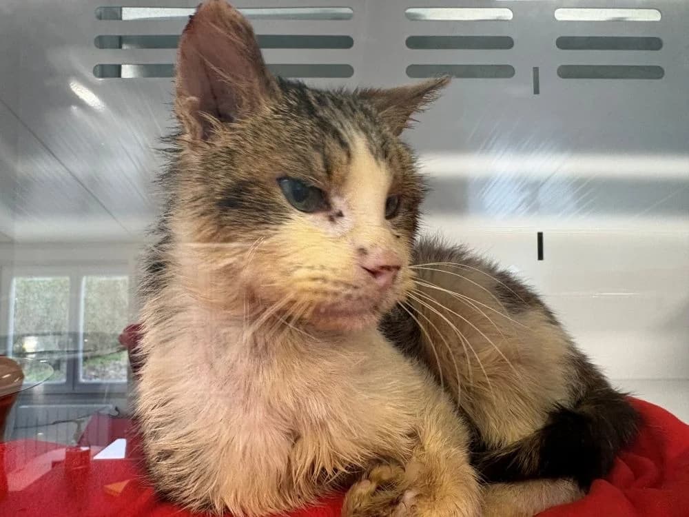 TWIX, male senior Mixed Breed for adoption at Coeur de Flandres), Hazebrouck