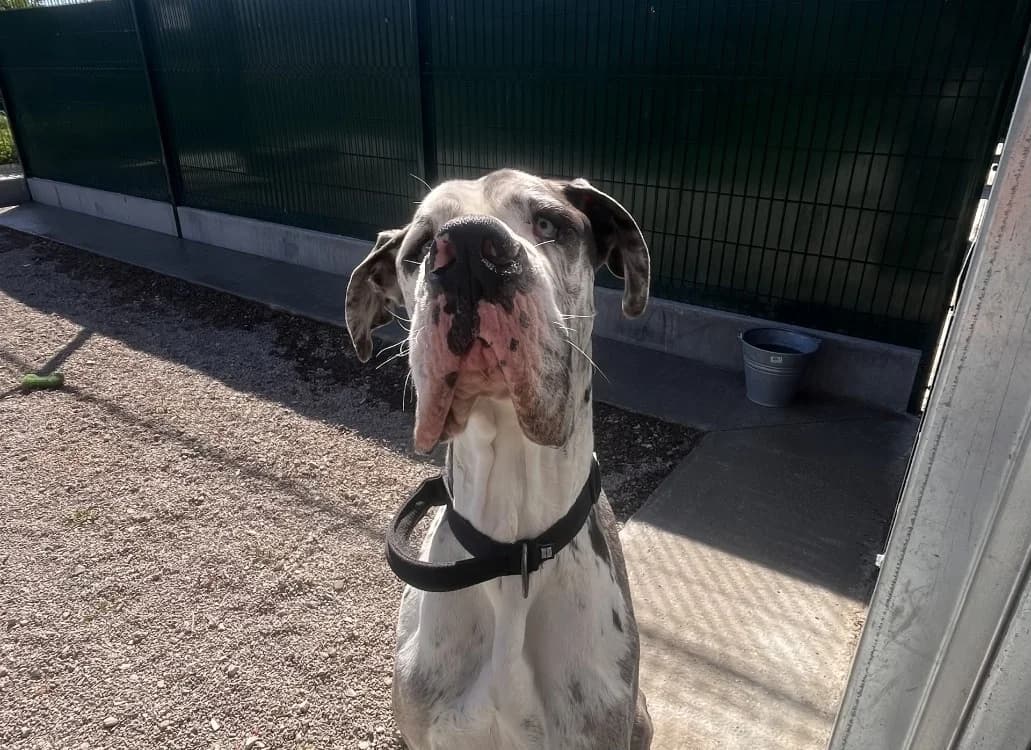 MINUS, male 3yo Great Dane for adoption at Coeur de Flandres), Hazebrouck
